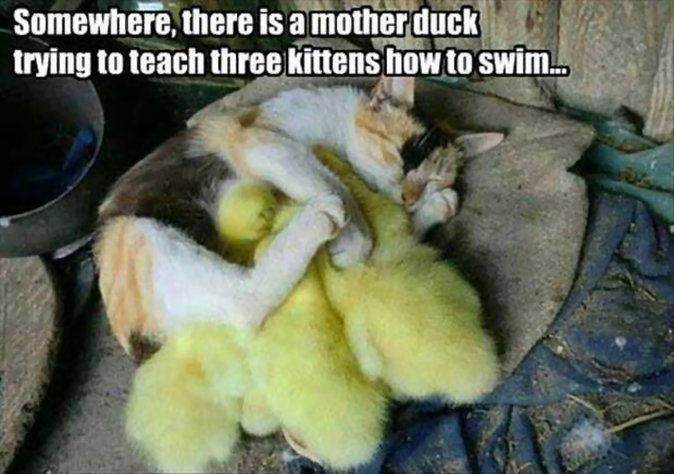 cat Mother Duck.png