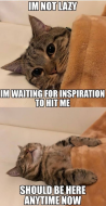 Inpiration Cat.jpg