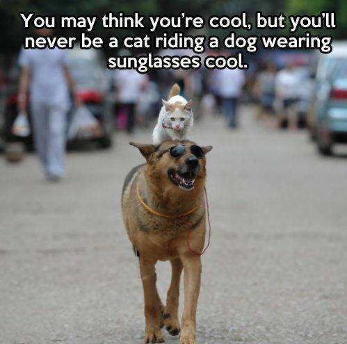 cat Cool Dog.png