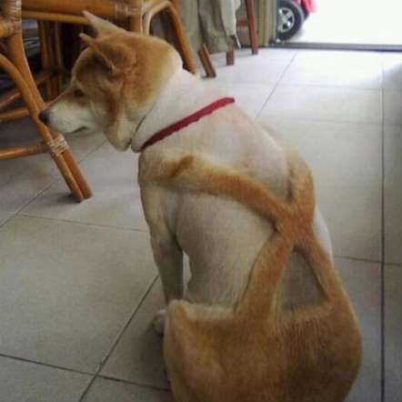 Dog Haircuts Gone Really Wrong.jpg