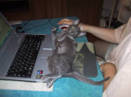 keyboard cat.jpg