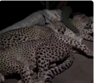Fact Check; A video showing a man cuddling with cheetahs falsely shared to be from India.jpg