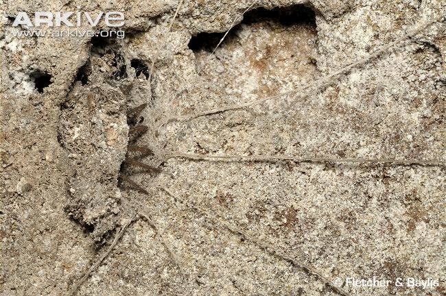 trapdoor-spider-hiding-behind-camouflaged-trapdoor-with-legs-visible.jpg