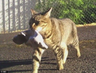 Police Sgt. Dave Kempas's Kleptokitty steals everything from marijuana to dishrag.jpg