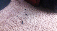 Leather Chair - Droppings.jpg