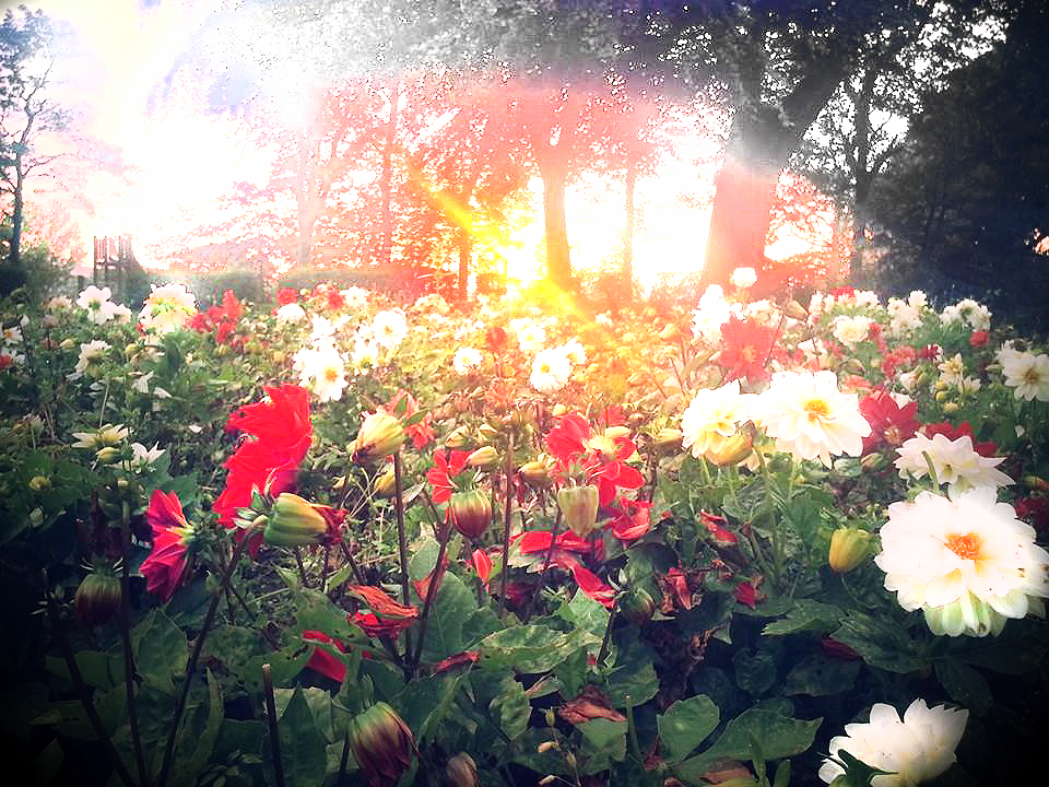 Sunlight Through The Flowers.png