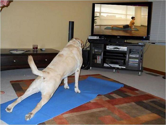 dog yoga.png
