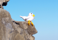 Baby Cody on the Cliffs.JPG