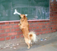 chalkboardDogbone.jpg