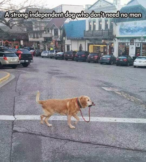 strong+independent+dog[1].jpg