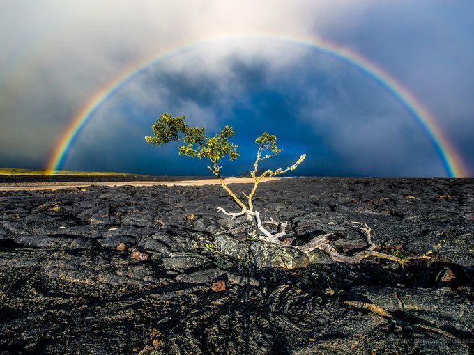 A rainbow shines bright over the lava rocks along Saddle Road on the way to Mauna Kea on the Big Island in Hawaii..jpg