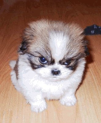 255684-puppy_angry.jpg