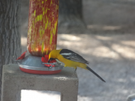 05-25-21 Bird at hummingbird feeder.jpg