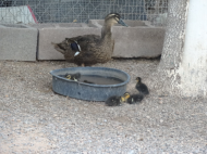 06-16-21 Ducklings & water .jpg