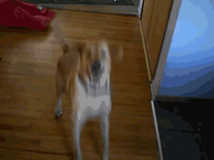 Your dog's reaction when you get home .gif
