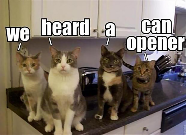 Cat Can Opener.png