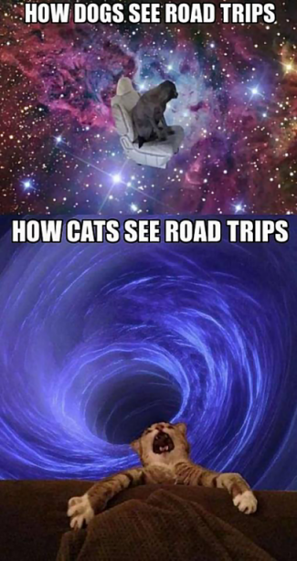 Cat Dog Road Trips.png