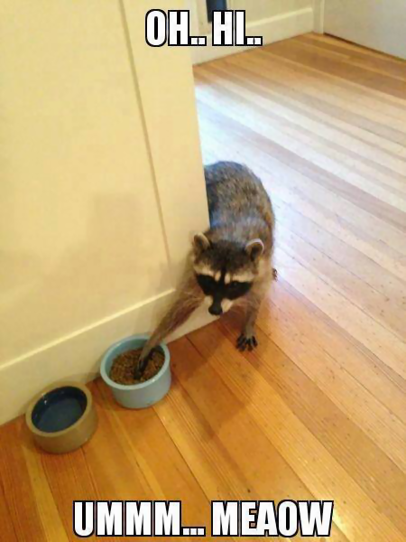cat Raccoon Food.png