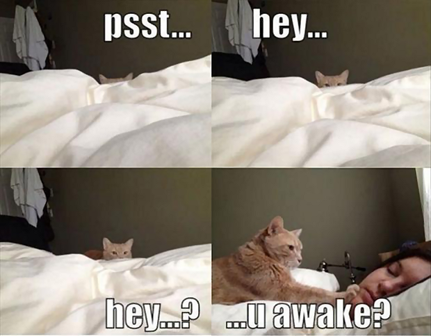 Cat Bed awake.png