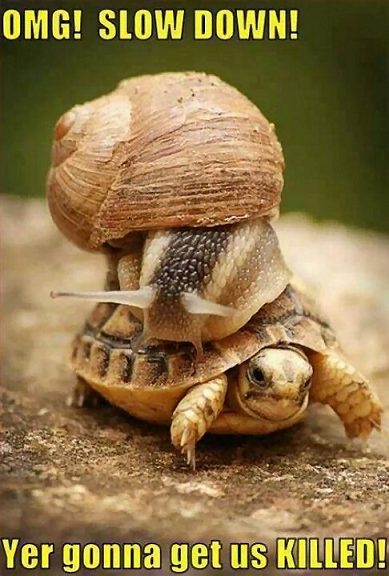 turtle snail taxi.png