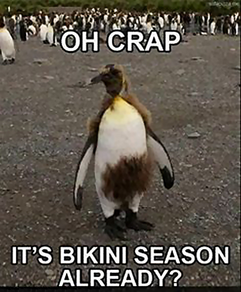 bird bikini season.png