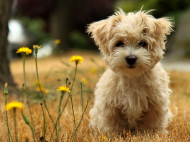cute-puppy.jpg