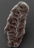 tardigrade3.jpg