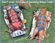 Cats Sunbathing.jpg