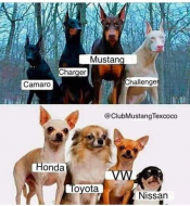 If Cars Were Dogs.jpg