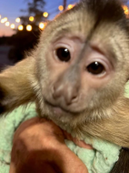 Monkey calls 911 from cellphone sending police to the zoo.jpg