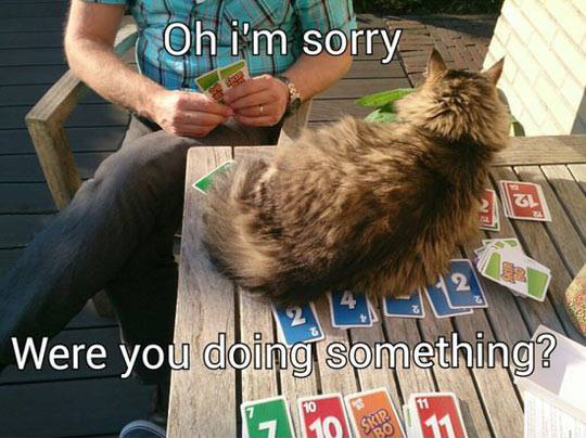 Cat Cards.png