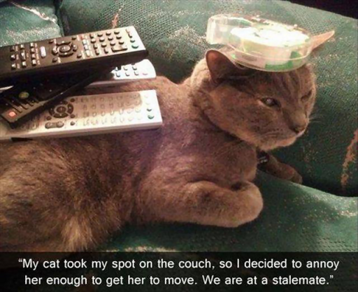 Cat Couch Remotes.png