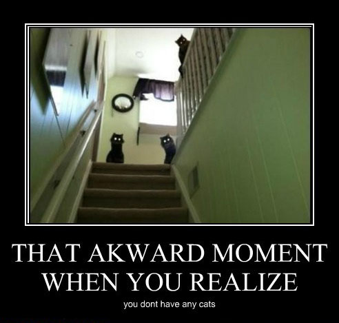 cats - awkward-moment.jpg