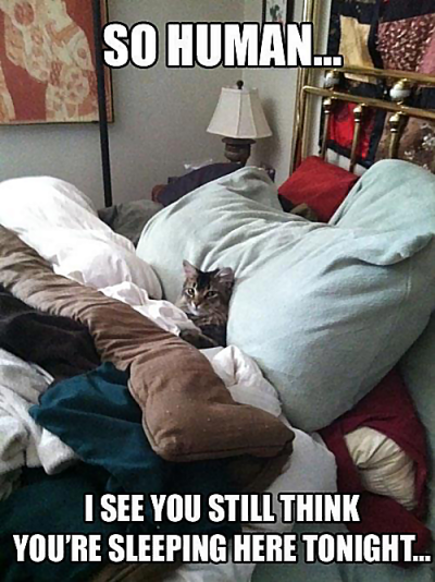 Cat bed Human.png