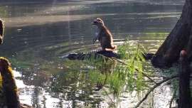 That photo of a raccoon on top of an alligator - Probably fake.jpg