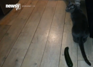 Cats vs. Cucumbers - Why Are Felines So Scared Of Produce.jpg