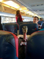 Someone just used a federal law to bring a live turkey on a Delta flight.jpg