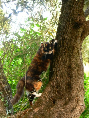 Kitty firs tree [640x480].jpg