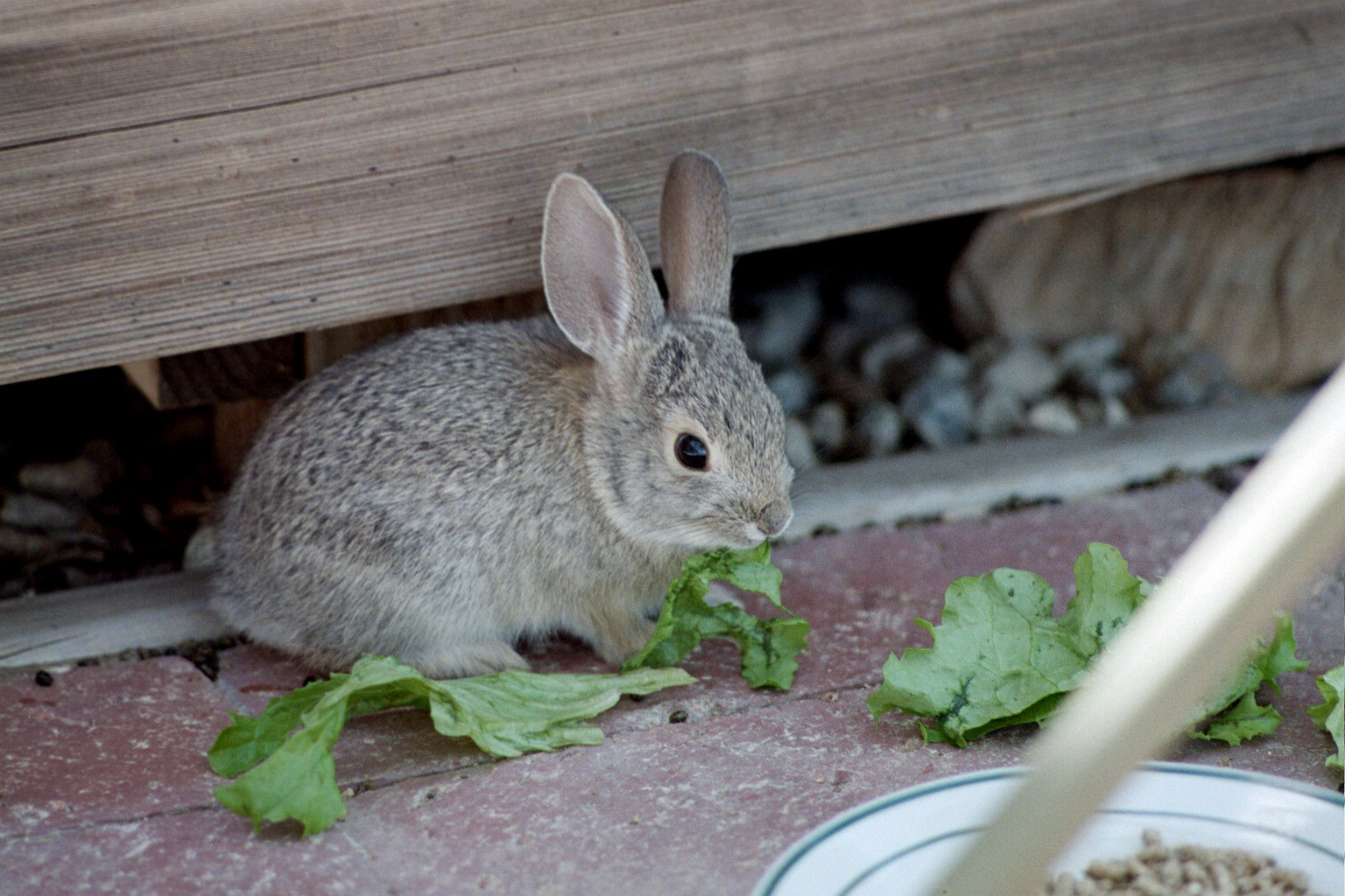 14-baby cottontail eating lettuce-ex.jpg