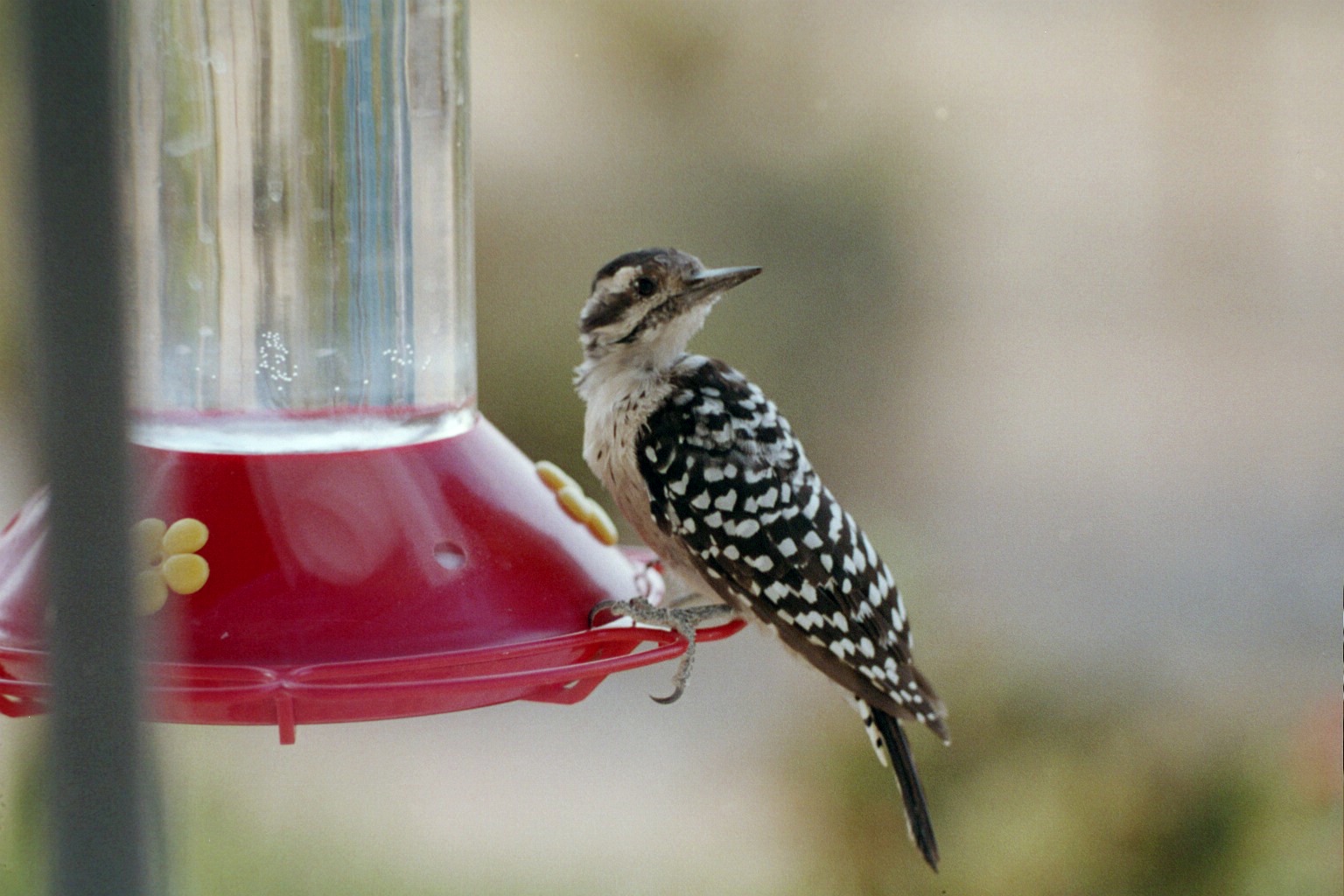 20-woodpecker at feeder gd.jpg