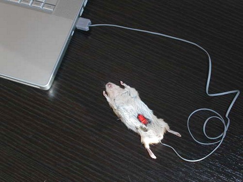 dead_mouse_3.jpg