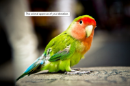 parrot(2).jpg