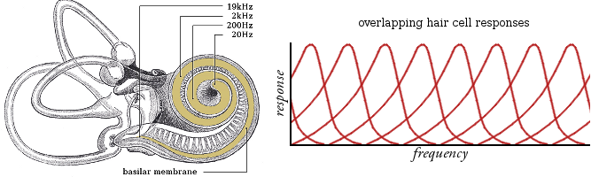 cochlea-and-responses.png