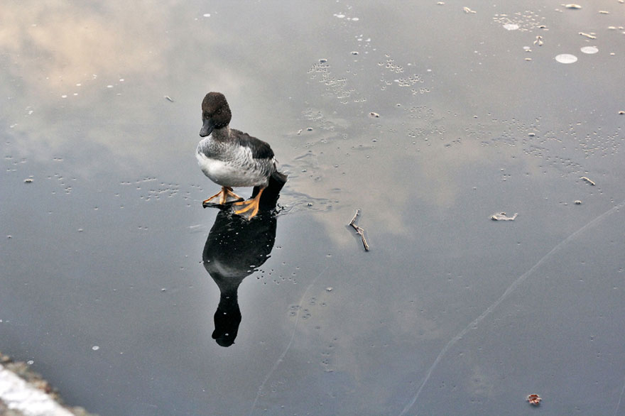 duck-rescue-frozen-lake-norway-9.jpg