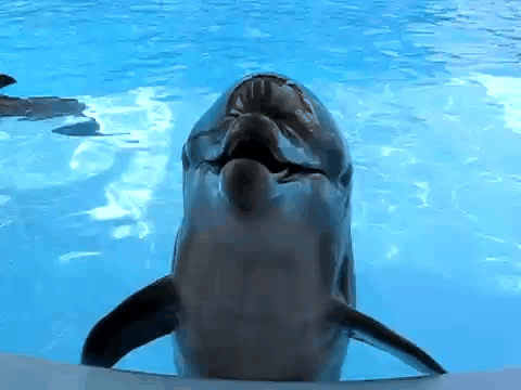 laughing-dolphin.gif