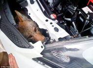 The coyote who was hit by a car at 75mph.jpg