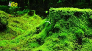 Research shows moss could be the solution to soothing sore throats.jpg