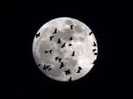 The moon backdrops a flock of birds flies over the sky of Rome, Italy.  Massimo Percossi, EPA-EFE.jpg