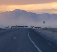 Wild horses cross highway in Arizona.jpg