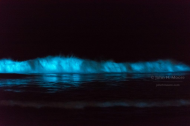 A red tide offshore San Diego is bringing a spectacular display of #bioluminescence to beaches at night.jpg